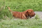 DOGUE DE BORDEAUX 083